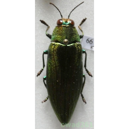 Chrysochroa purpureiventris marinae Lander, 1992 Thailand 33mm66